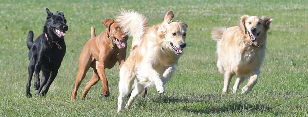 Dog parks in Saint Charles Illinois to stay fit all summer long.